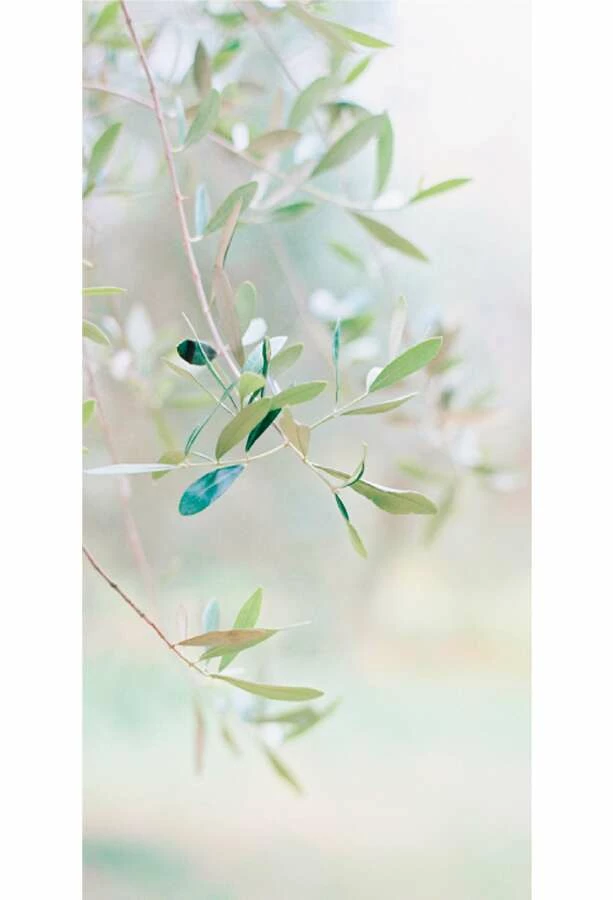 Duschmeister Duschrückwand Motiv Set Olive – Bild 2